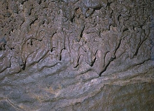 denti di cane